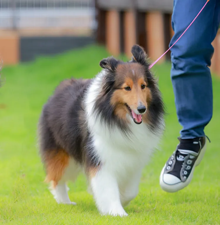 愛犬と過ごすドッグラン