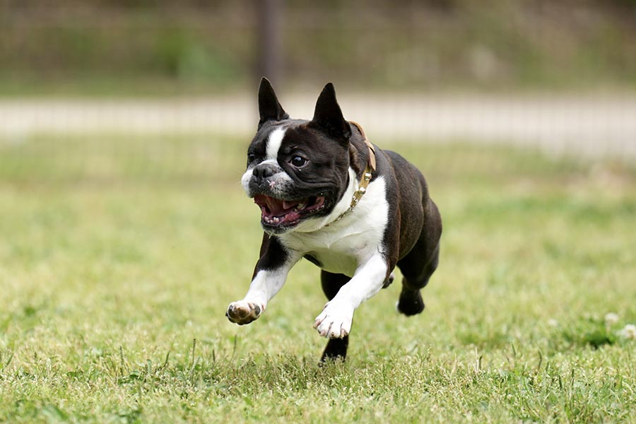 愛犬同伴可能なお部屋