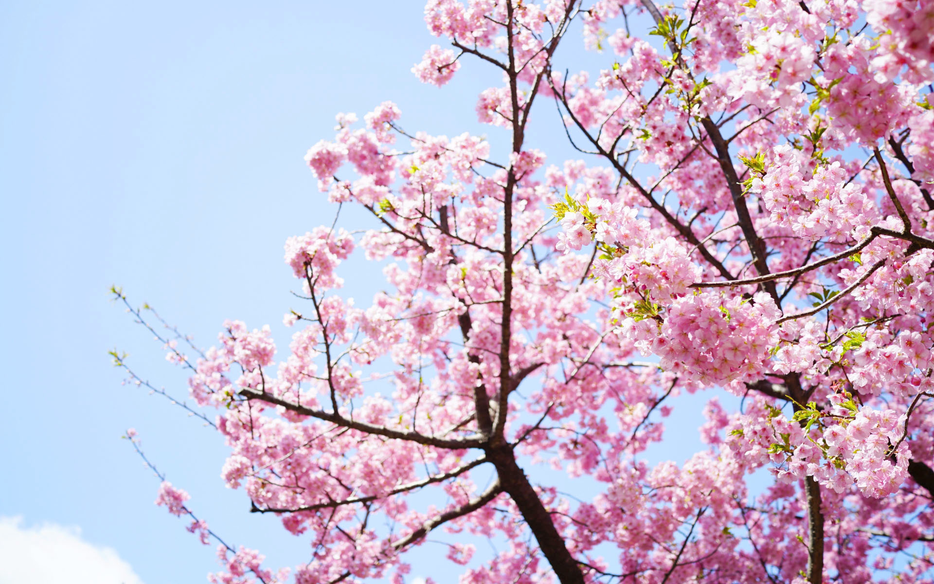 アウラテラス茨城敷地内【約60本の桜】開花予想について | 【公式 