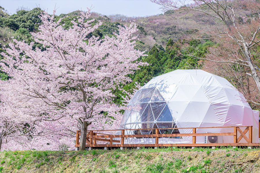 ドームテントと満開の桜