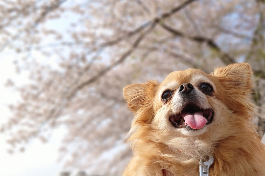 愛犬と一緒にお花見