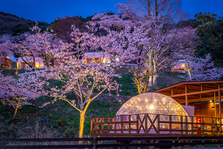 夜桜